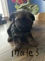 Nyla’s Male 3, a male Yorkshire Terrier for sale in Keysville, VA – 2 of 5