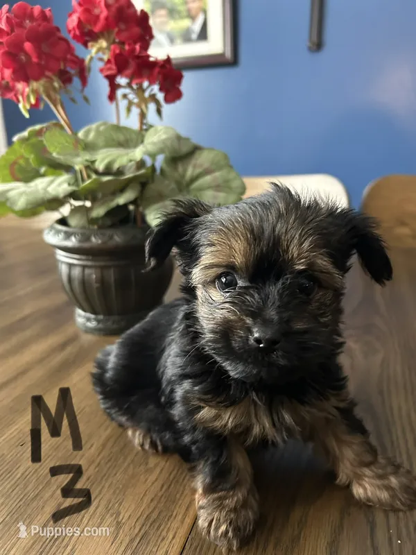 Nyla’s Male 3 – Yorkshire Terrier puppy for sale in Keysville, VA
