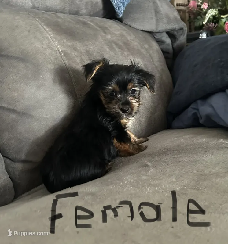 Nyla’s Female – Yorkshire Terrier puppy for sale in Keysville, VA