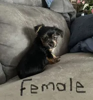 Nyla’s Female, a female Yorkshire Terrier for sale in Keysville, VA – 1 of 6