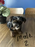 Nyla’s Male 2, a male Yorkshire Terrier for sale in Keysville, VA – 4 of 4