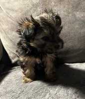 Precious, a female Yorkshire Terrier for sale in Keysville, VA – 3 of 10