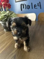 Nyla’s Male 4, a male Yorkshire Terrier for sale in Keysville, VA – 7 of 7