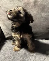 Precious, a female Yorkshire Terrier for sale in Keysville, VA – 5 of 10