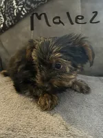 Nyla’s Male 2, a male Yorkshire Terrier for sale in Keysville, VA – 3 of 7