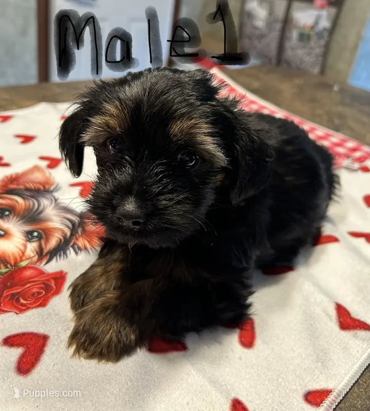 Nyla’s Male 1 – Yorkshire Terrier puppy for sale in Keysville, VA