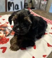 Nyla’s Male 1, a male Yorkshire Terrier for sale in Keysville, VA – 1 of 5