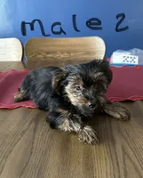 Nyla’s Male 2, a male Yorkshire Terrier for sale in Keysville, VA – 2 of 7