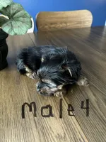 Nyla’s Male 4, a male Yorkshire Terrier for sale in Keysville, VA – 6 of 7