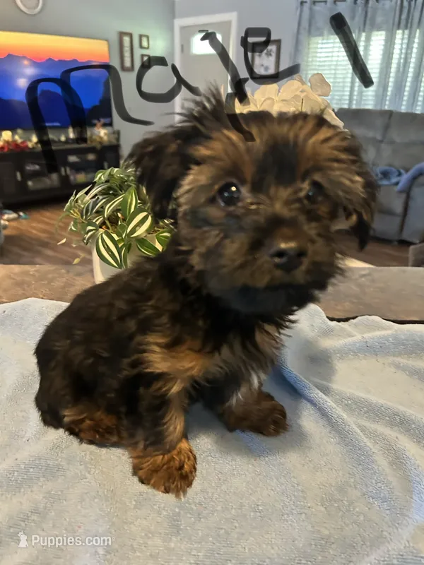 Nyla’s Male 1 – Yorkshire Terrier puppy for sale in Keysville, VA