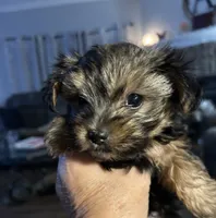Precious, a female Yorkshire Terrier for sale in Keysville, VA – 6 of 10