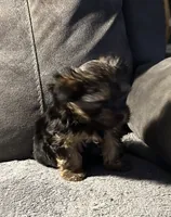 Precious, a female Yorkshire Terrier for sale in Keysville, VA – 7 of 10