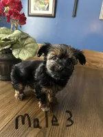 Nyla’s Male 3, a male Yorkshire Terrier for sale in Keysville, VA – 3 of 5