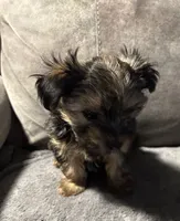 Precious, a female Yorkshire Terrier for sale in Keysville, VA – 2 of 10