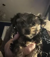 Precious, a female Yorkshire Terrier for sale in Keysville, VA – 9 of 10