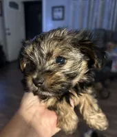Precious, a female Yorkshire Terrier for sale in Keysville, VA – 1 of 10