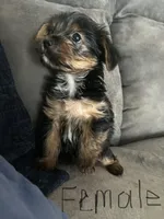 Nyla’s Female, a female Yorkshire Terrier for sale in Keysville, VA – 6 of 6