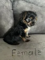 Nyla’s Female, a female Yorkshire Terrier for sale in Keysville, VA – 4 of 6