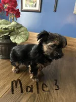 Nyla’s Male 3, a male Yorkshire Terrier for sale in Keysville, VA – 4 of 5