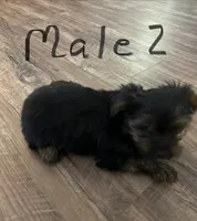 Nyla’s Male 2, a male Yorkshire Terrier for sale in Keysville, VA – 7 of 7