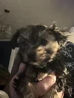 Precious, a female Yorkshire Terrier for sale in Keysville, VA – 4 of 10