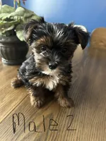 Nyla’s Male 2, a male Yorkshire Terrier for sale in Keysville, VA – 3 of 4