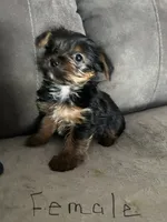 Nyla’s Female, a female Yorkshire Terrier for sale in Keysville, VA – 5 of 6