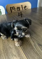 Nyla’s Male 4, a male Yorkshire Terrier for sale in Keysville, VA – 1 of 7