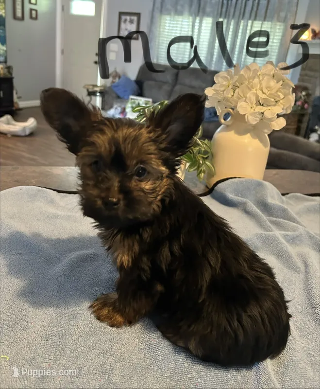 Nyla’s Male 3 – Yorkshire Terrier puppy for sale in Keysville, VA