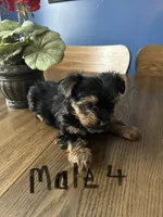 Nyla’s Male 4, a male Yorkshire Terrier for sale in Keysville, VA – 3 of 7