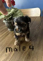 Nyla’s Male 4, a male Yorkshire Terrier for sale in Keysville, VA – 5 of 7
