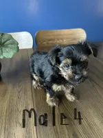 Nyla’s Male 4, a male Yorkshire Terrier for sale in Keysville, VA – 2 of 7