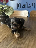 Nyla’s Male 4, a male Yorkshire Terrier for sale in Keysville, VA – 4 of 7