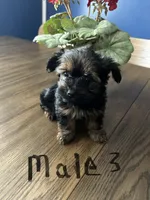 Nyla’s Male 3, a male Yorkshire Terrier for sale in Keysville, VA – 5 of 5