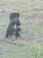 Grizzly, a male Rottweiler for sale in Melbourne, FL – Photo 2 of 4