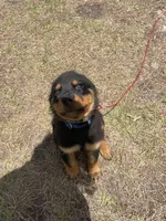 Grizzly, a male Rottweiler for sale in Melbourne, FL – Photo 4 of 4