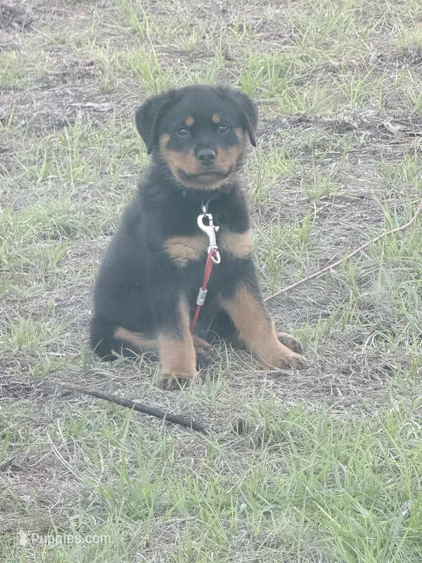 Grizzly – Rottweiler puppy for sale in Melbourne, FL