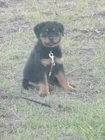 Grizzly, a male Rottweiler for sale in Melbourne, FL – Photo 1 of 4
