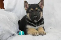 Cooper , a male German Shepherd Dog for sale in Sugarcreek, OH – Photo 4 of 4