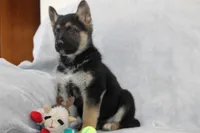 Cooper , a male German Shepherd Dog for sale in Sugarcreek, OH – Photo 1 of 4