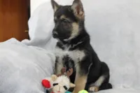 Cooper , a male German Shepherd Dog for sale in Sugarcreek, OH – Photo 2 of 4