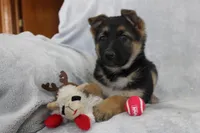 Coco , a female German Shepherd Dog for sale in Sugarcreek, OH – Photo 3 of 4