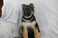 Coco , a female German Shepherd Dog for sale in Sugarcreek, OH – Photo 4 of 4