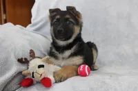 Coco , a female German Shepherd Dog for sale in Sugarcreek, OH – Photo 2 of 4