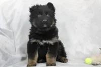 Captain, a male German Shepherd Dog for sale in Sugarcreek, OH – Photo 1 of 5