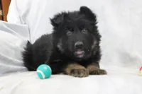 Captain, a male German Shepherd Dog for sale in Sugarcreek, OH – Photo 2 of 5