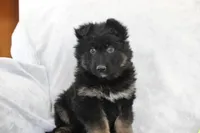 Captain, a male German Shepherd Dog for sale in Sugarcreek, OH – Photo 3 of 5