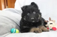 Captain, a male German Shepherd Dog for sale in Sugarcreek, OH – Photo 5 of 5