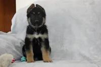 Champ , a male German Shepherd Dog for sale in Sugarcreek, OH – Photo 2 of 4