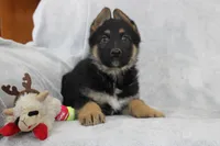 Champ , a male German Shepherd Dog for sale in Sugarcreek, OH – Photo 4 of 4